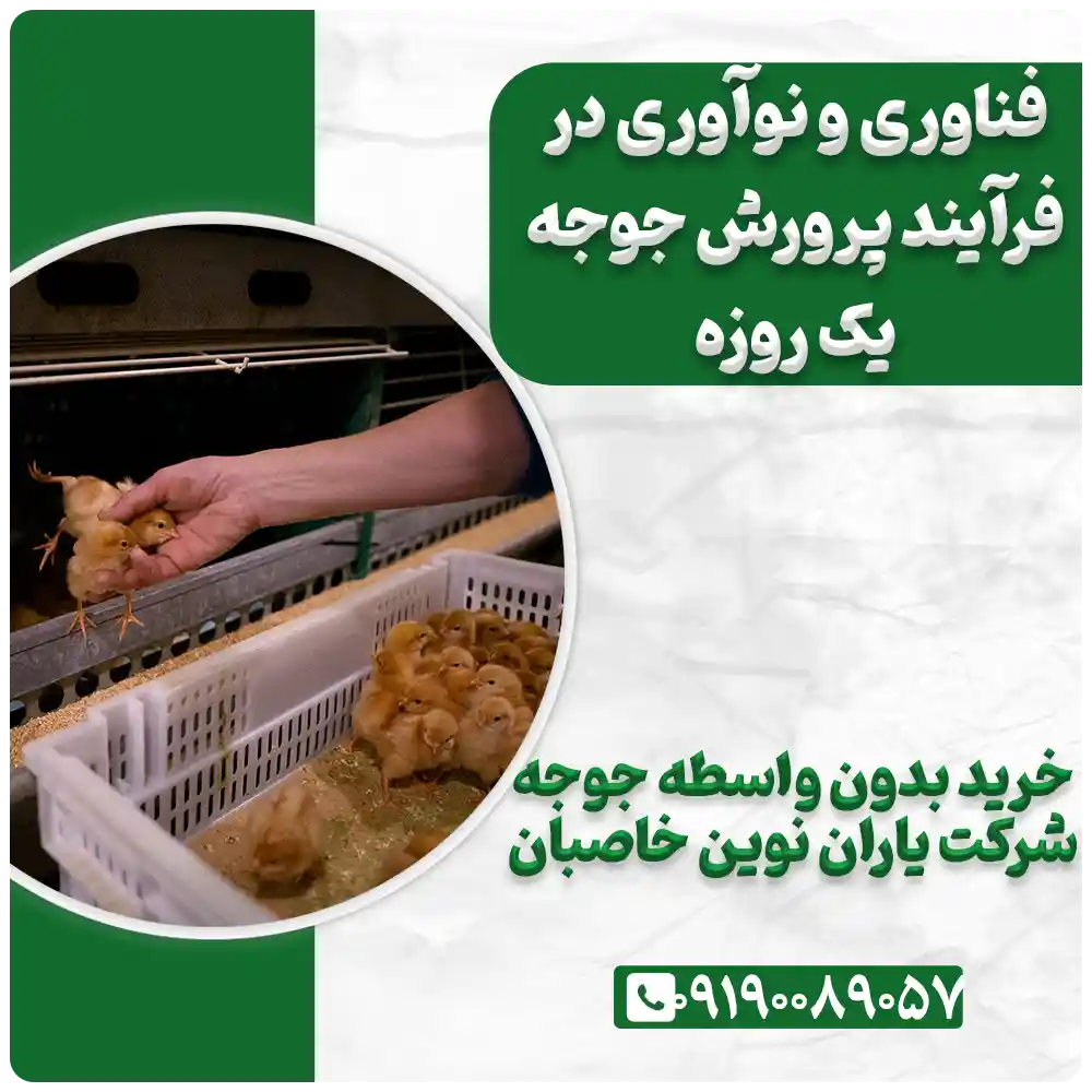 Selling-onedayold-chicks-from-Yaran-Novin-Khasban-Company-09190089057