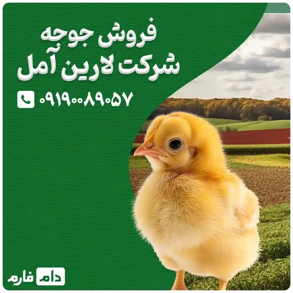 فروش_جوجه_شرکت_لارین_آمل_09190089057