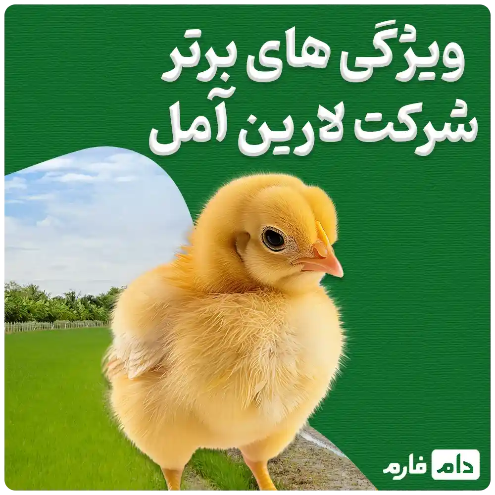 Selling-chickens-from-Larin-Amol-Company-09190089057