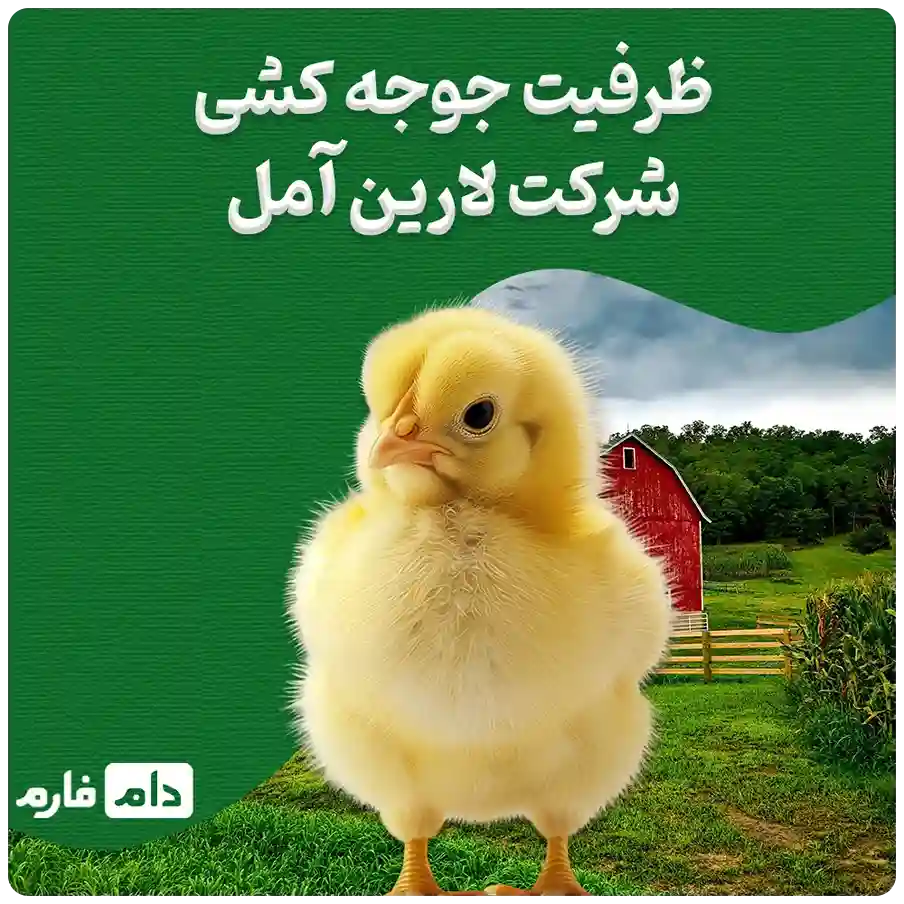 Selling-chickens-from-Larin-Amol-Company-09190089057