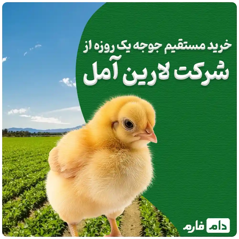 Selling-chickens-from-Larin-Amol-Company-09190089057