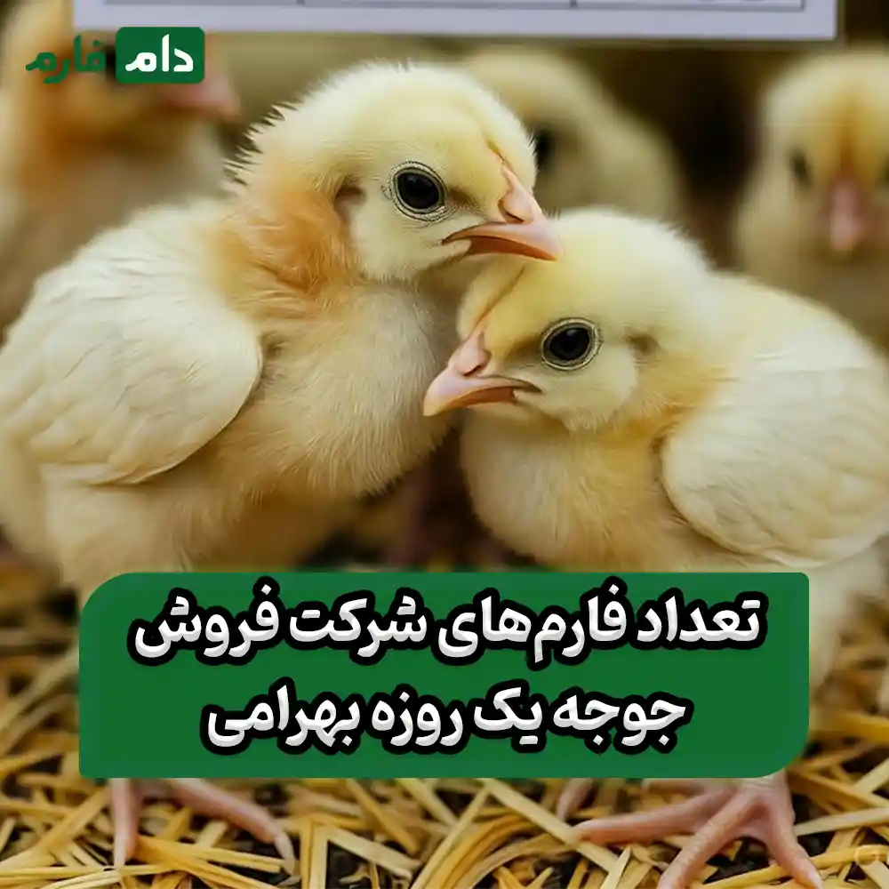 Bahrami-day-old-chick-sales-company-09190089057