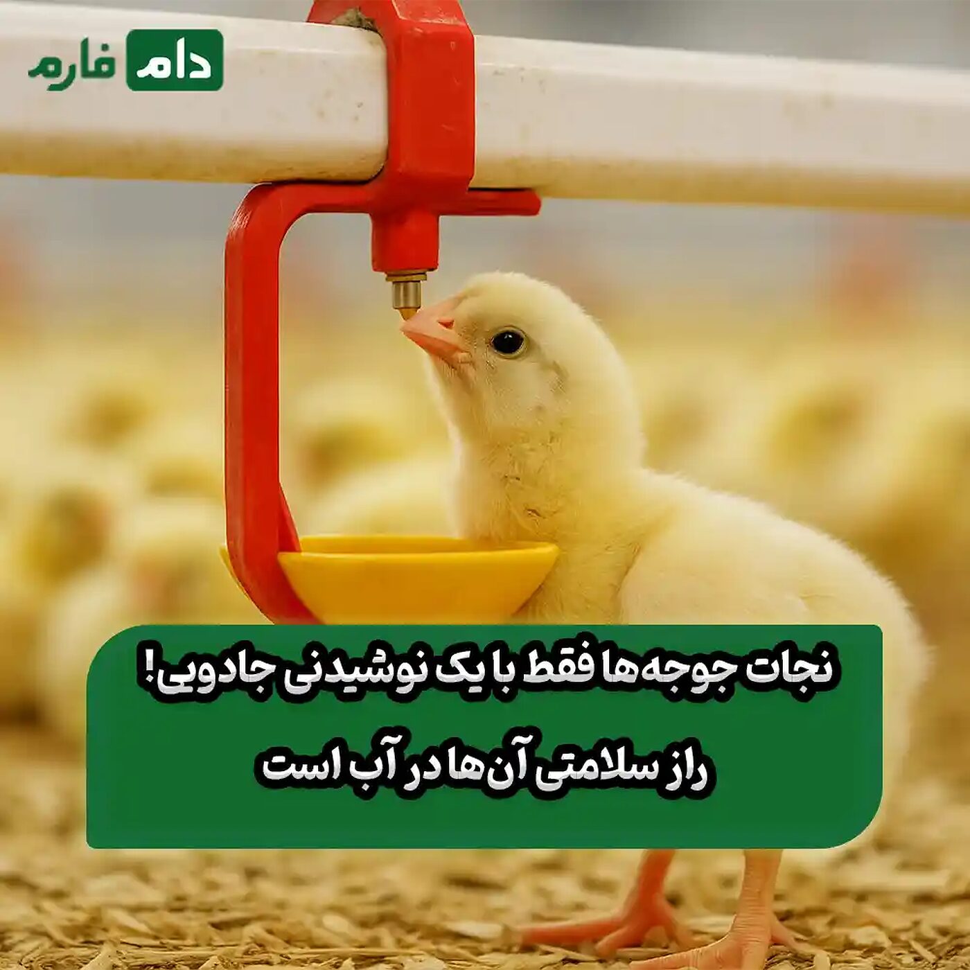 پیشگیری_از_بیماری_در_جوجه_یک‌روزه_با_داروی_محلول_در_آب