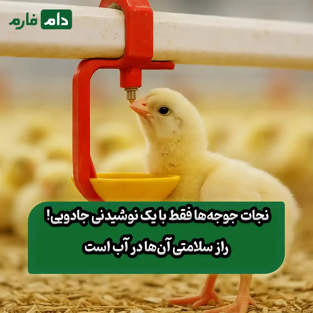 پیشگیری_از_بیماری_در_جوجه_یک‌روزه_با_داروی_محلول_در_آب