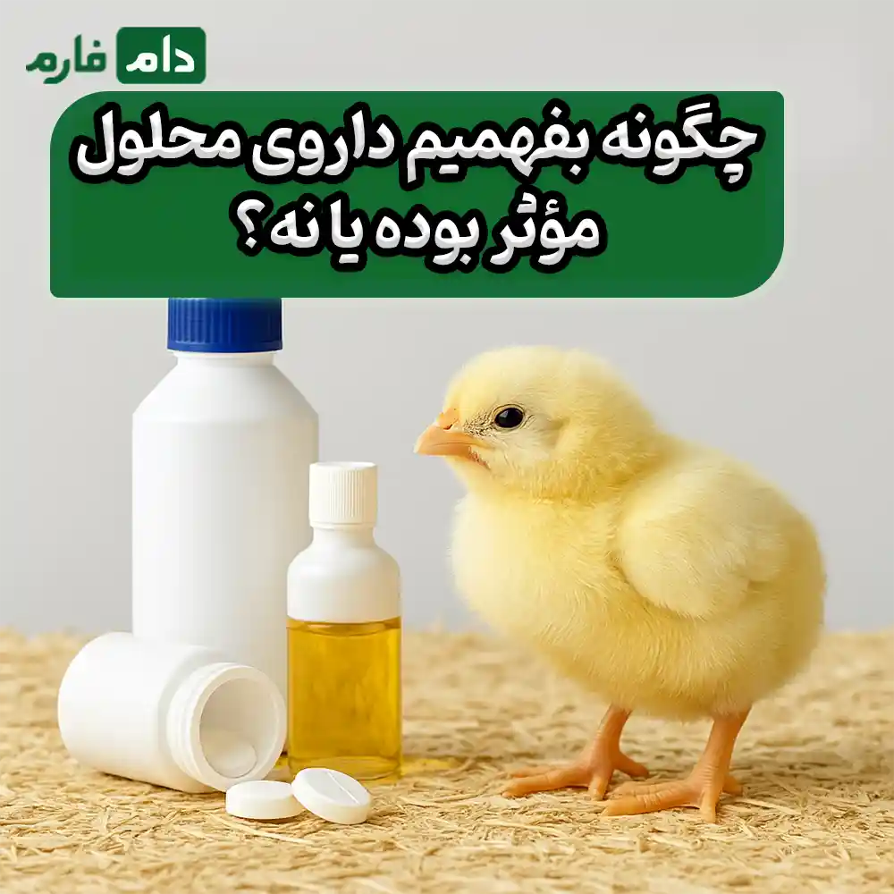Preventing-disease-in-day-old-chicks-with-water-soluble-medication