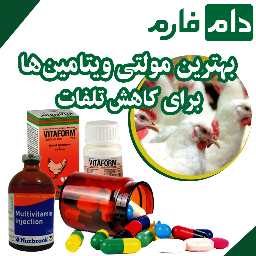 The-best-multivitamin-for-the-first-week-of-broiler-chickens-to-eliminate-losses