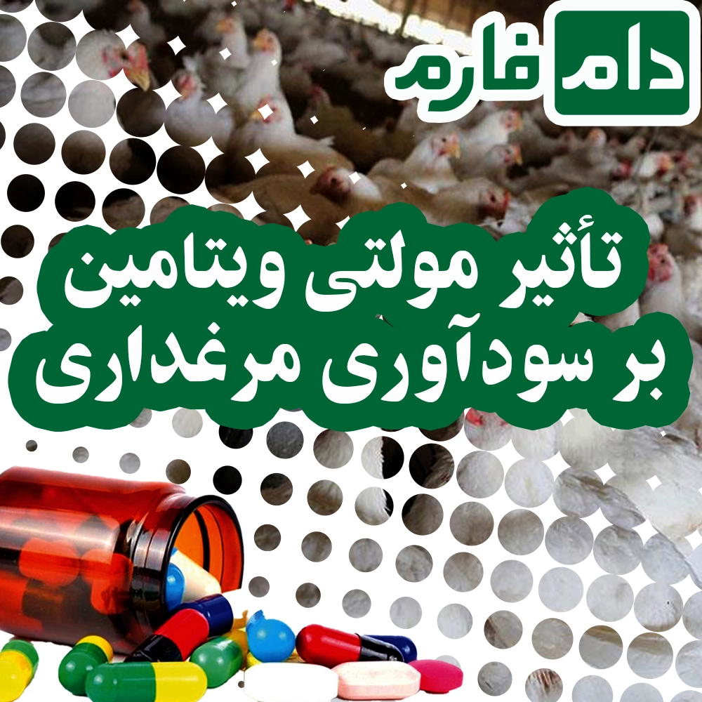 The-best-multivitamin-for-the-first-week-of-broiler-chickens-to-eliminate-losses