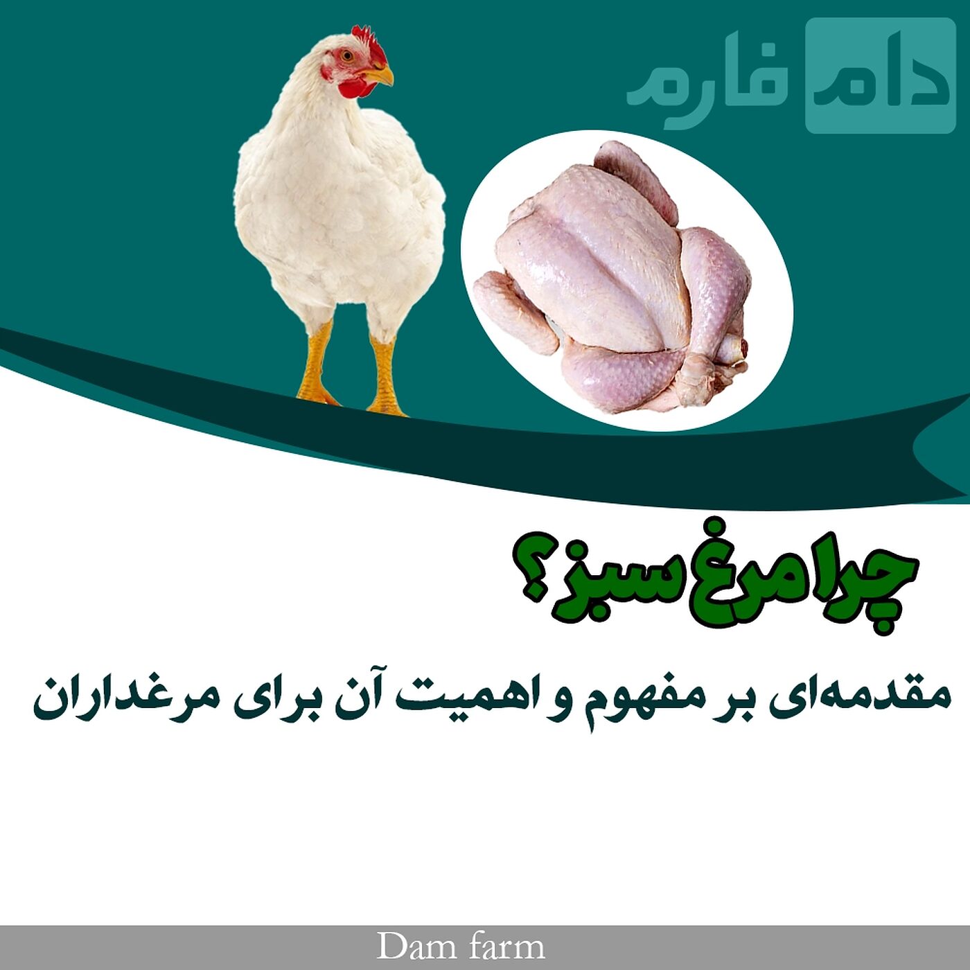 آیا به پرورش مرغ سبز بدون آنتی‌بیوتیک فکر کرده‌اید؟