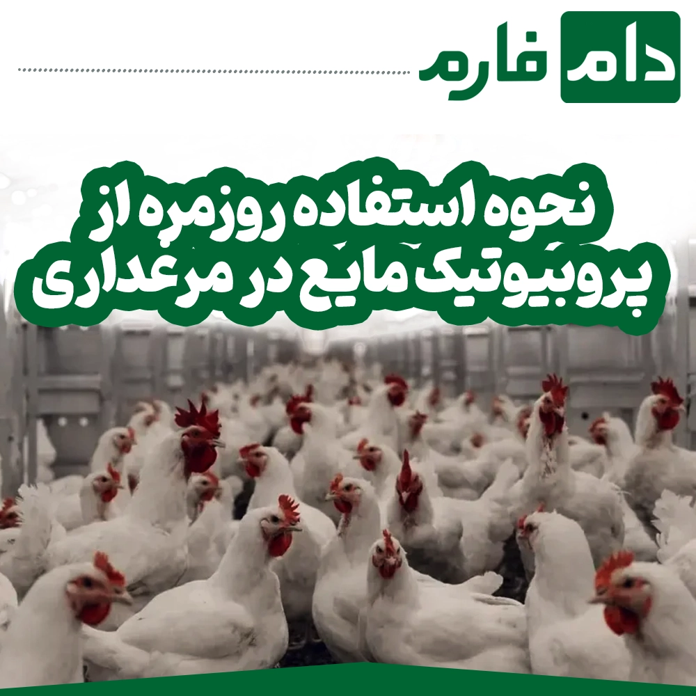Revolution-in-poultry-farmingThe-most-complete-liquid-probiotic-for-broilers-that-doubles-your-profits
