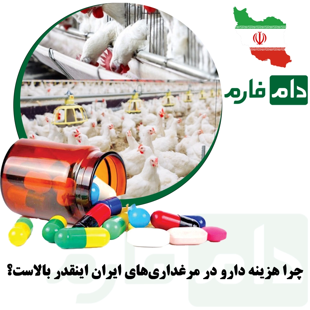 Solutions-to-reduce-pharmaceutical-costs-in-poultry-farming