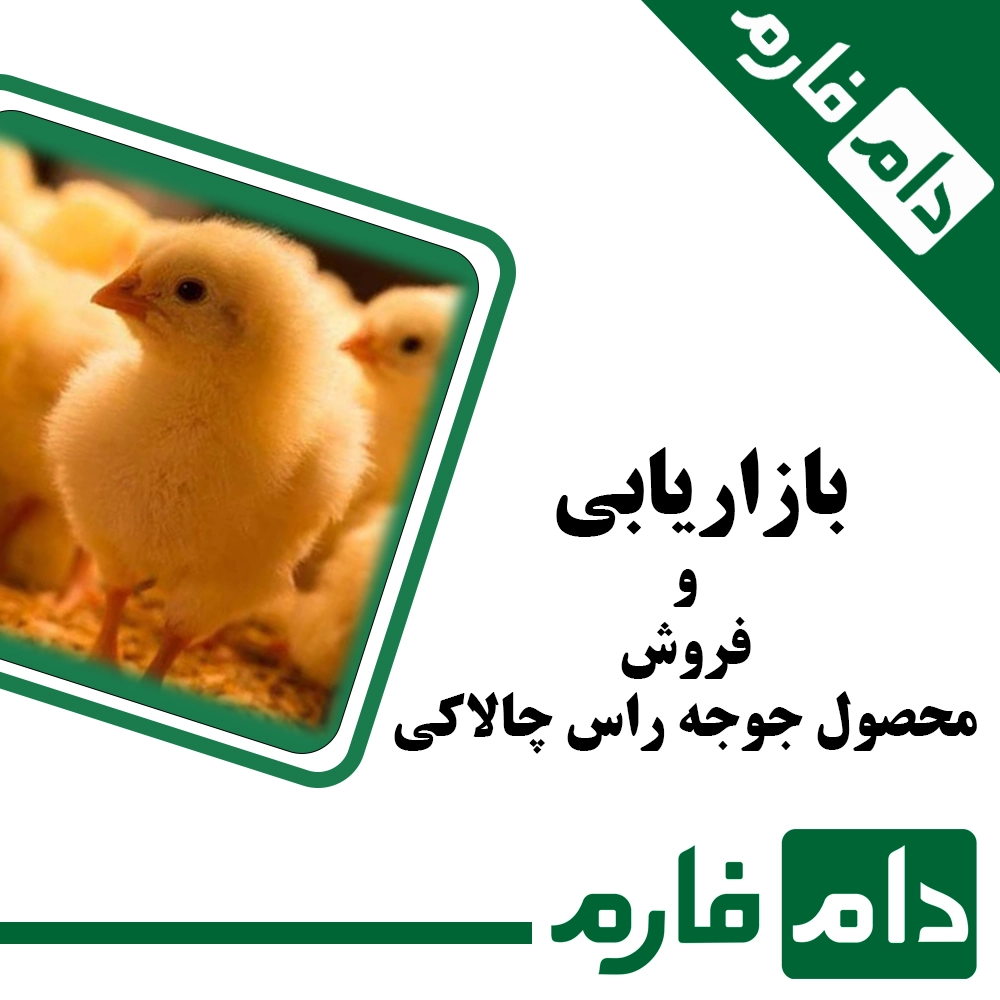 Chicken-Ross-Agility