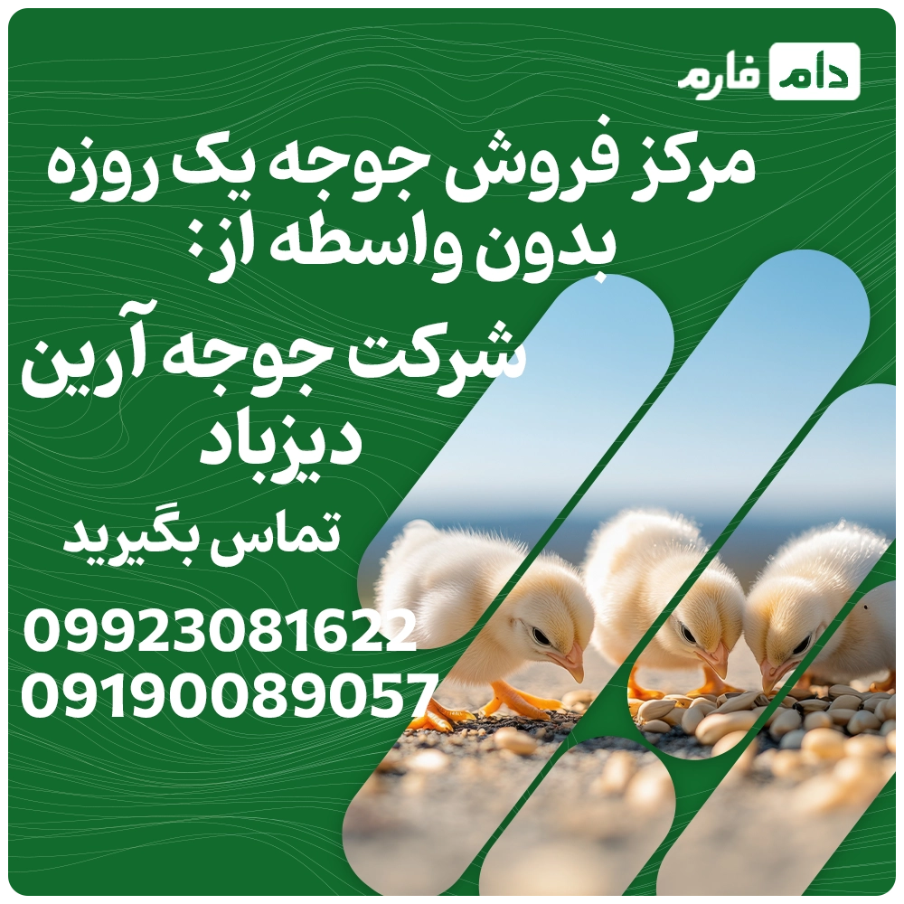 فروش_جوجه_یک_روزه_شرکت_جوجه_آرین_دیزباد_09190089057
