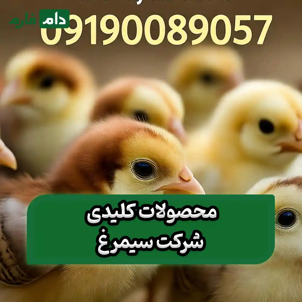 Simorgh-day-old-chick-sales-company-09190089057