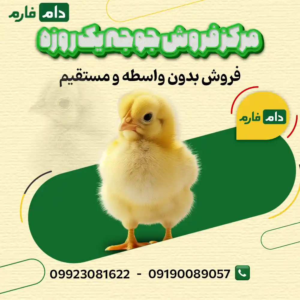 Simorgh-day-old-chick-sales-company-09190089057