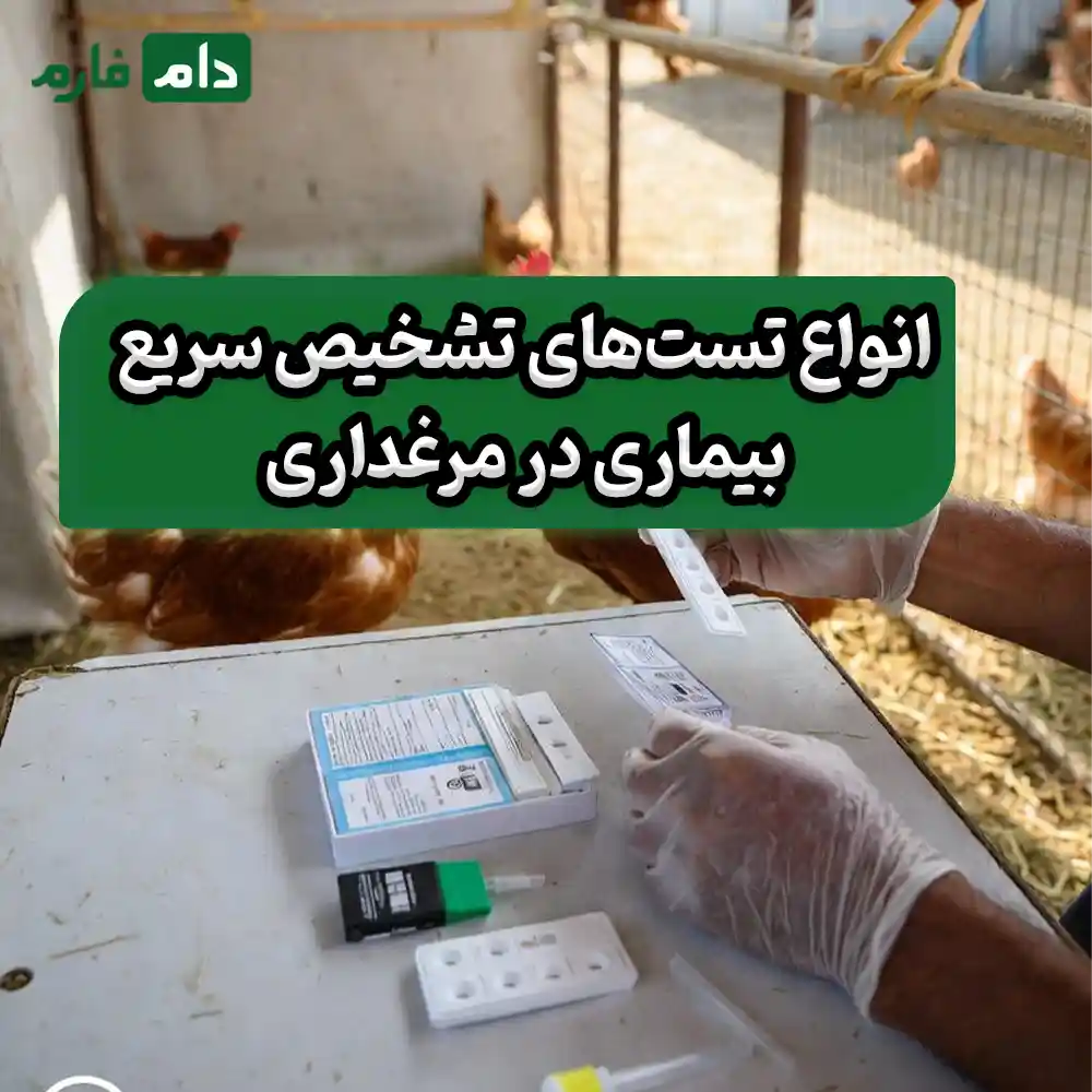 Rapid-disease-diagnosis-tests-in-poultry-farming