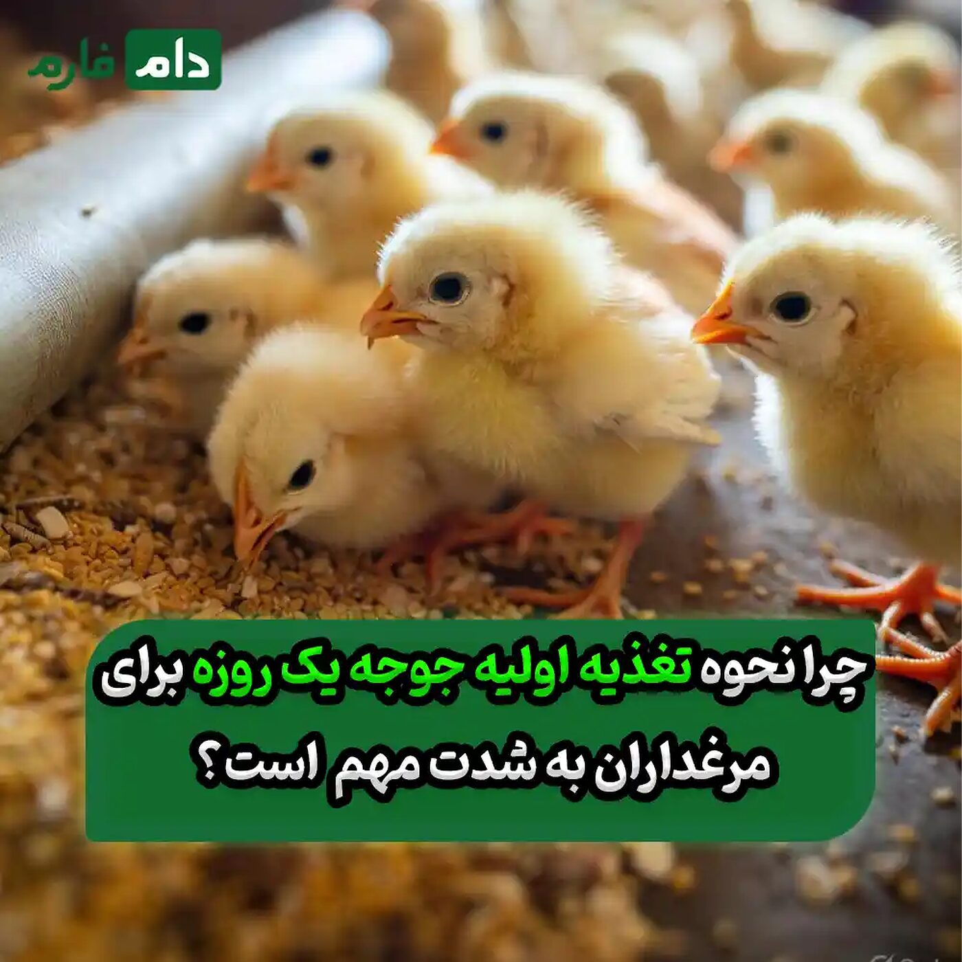 نحوه_تغذیه_اولیه_جوجه_یک_روزه