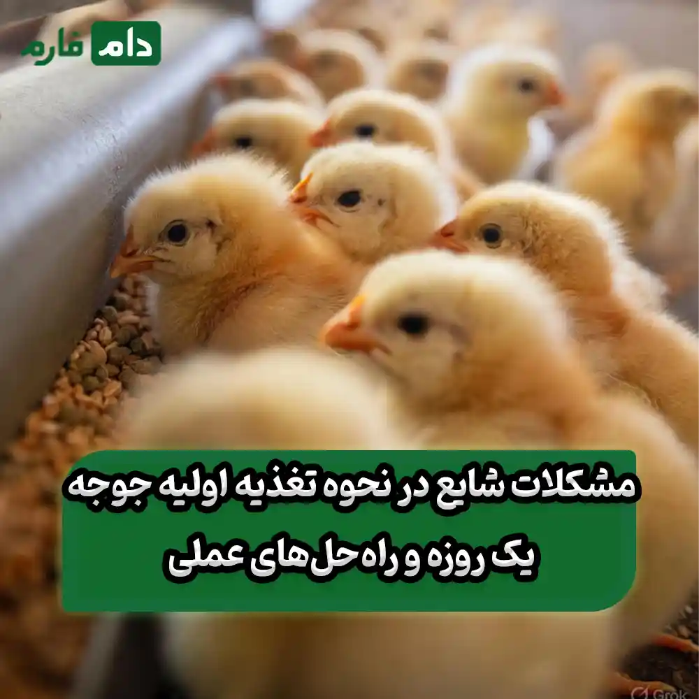 How-to-feed-a-day-old-chick