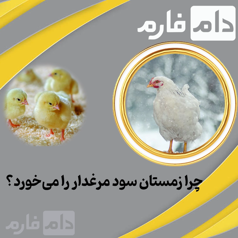 The-effect-of-seasons-on-broiler-chicken-prices