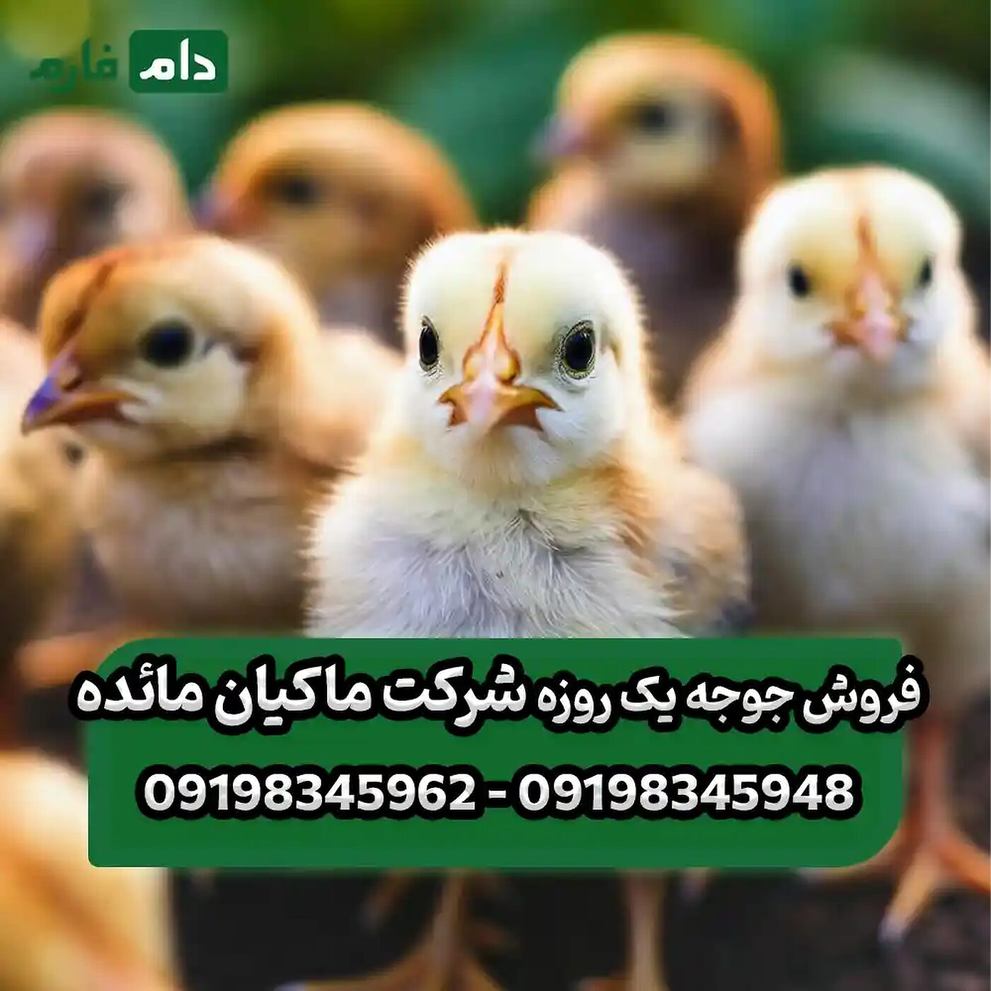 فروش_جوجه_یک_روزه_شرکت_ماکیان_مائده_90001101