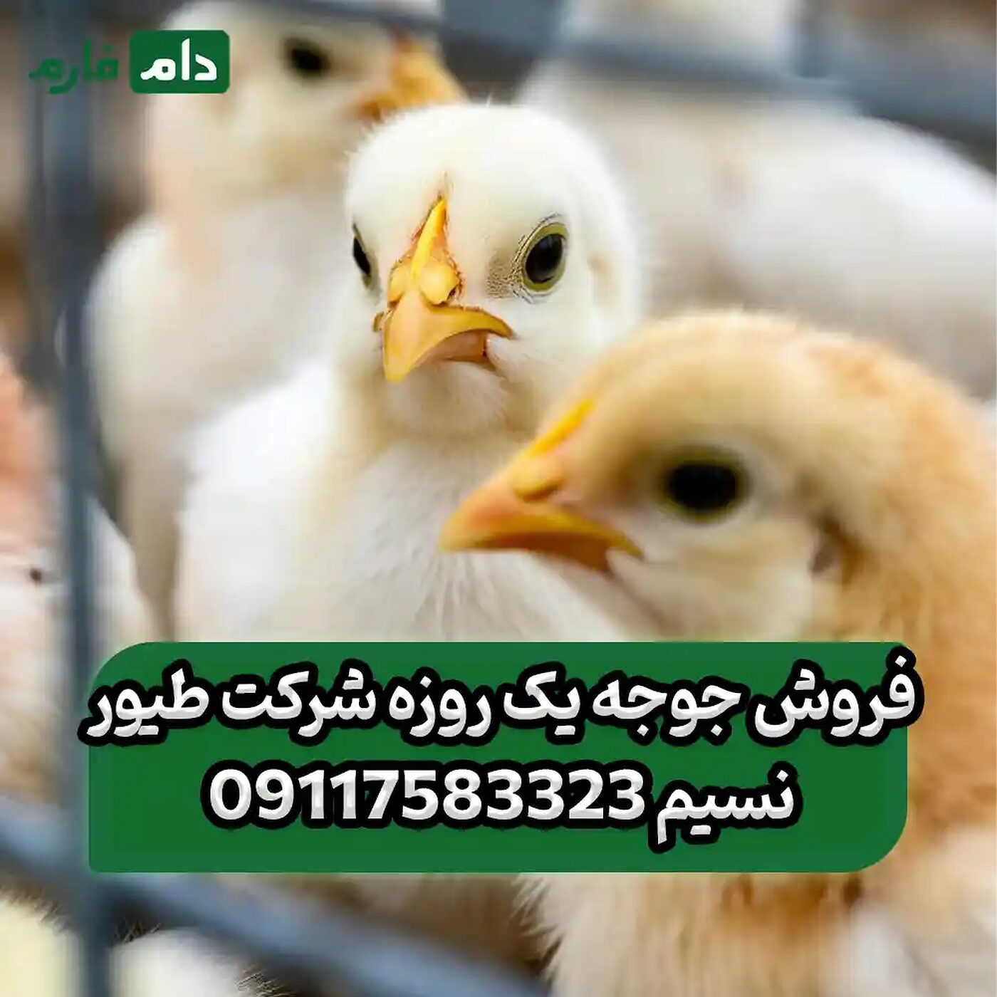 فروش_جوجه_یک_روزه_شرکت_طیور_نسیم_90001101