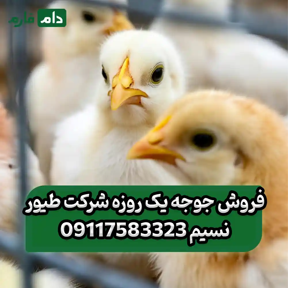 فروش_جوجه_یک_روزه_شرکت_طیور_نسیم_09117583323