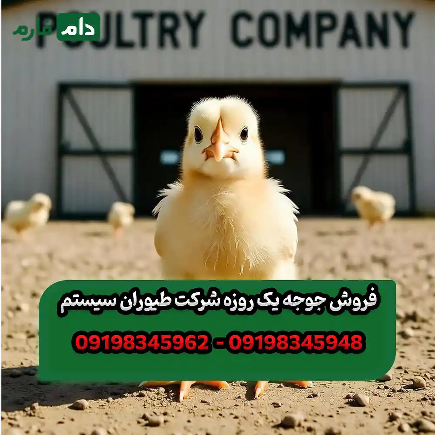 فروش_جوجه_یک_روزه_شرکت_طیوران_سیستم__90001101