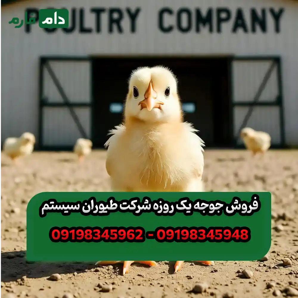 فروش_جوجه_یک_روزه_شرکت_طیوران_سیستم__09198345948_-_09198345962