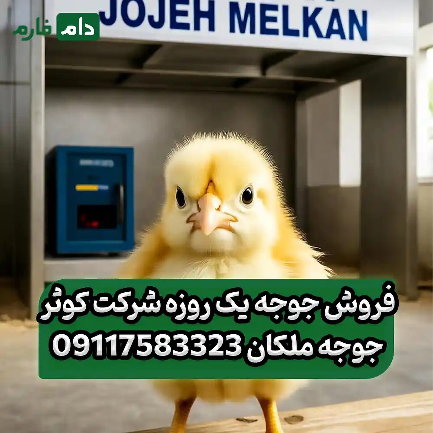فروش_جوجه_یک_روزه_شرکت_کوثر_جوجه_ملکان_90001101