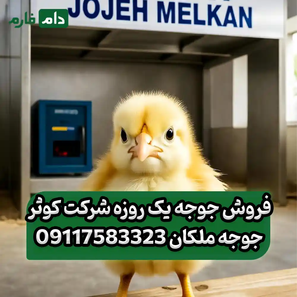 فروش_جوجه_یک_روزه_شرکت_کوثر_جوجه_ملکان_09117583323