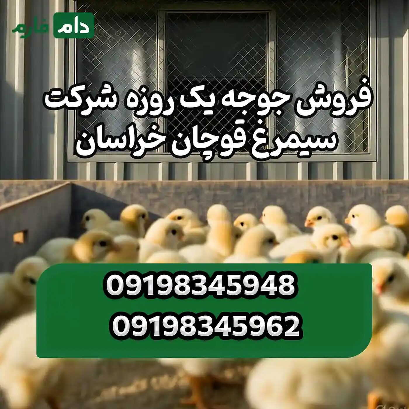 فروش_جوجه_یک_روزه__شرکت_سیمرغ_قوچان_خراسان90001101