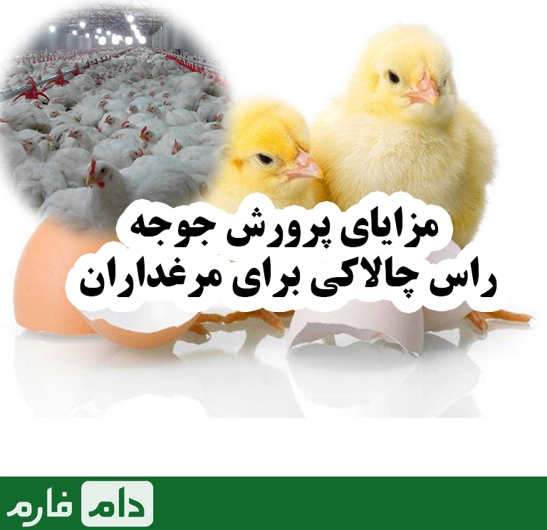 Chicken-Ross-Agility