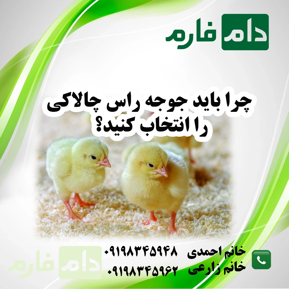 مرکز_فروش_جوجه_راس_چالاکی_09198345948_-_09198345962