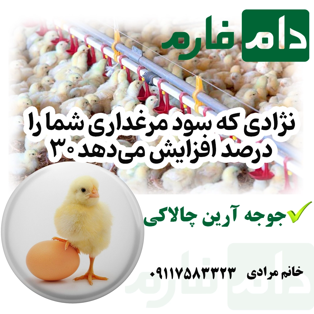 _مرکز_فروش_جوجه_ارین_چالاکی_09117583323