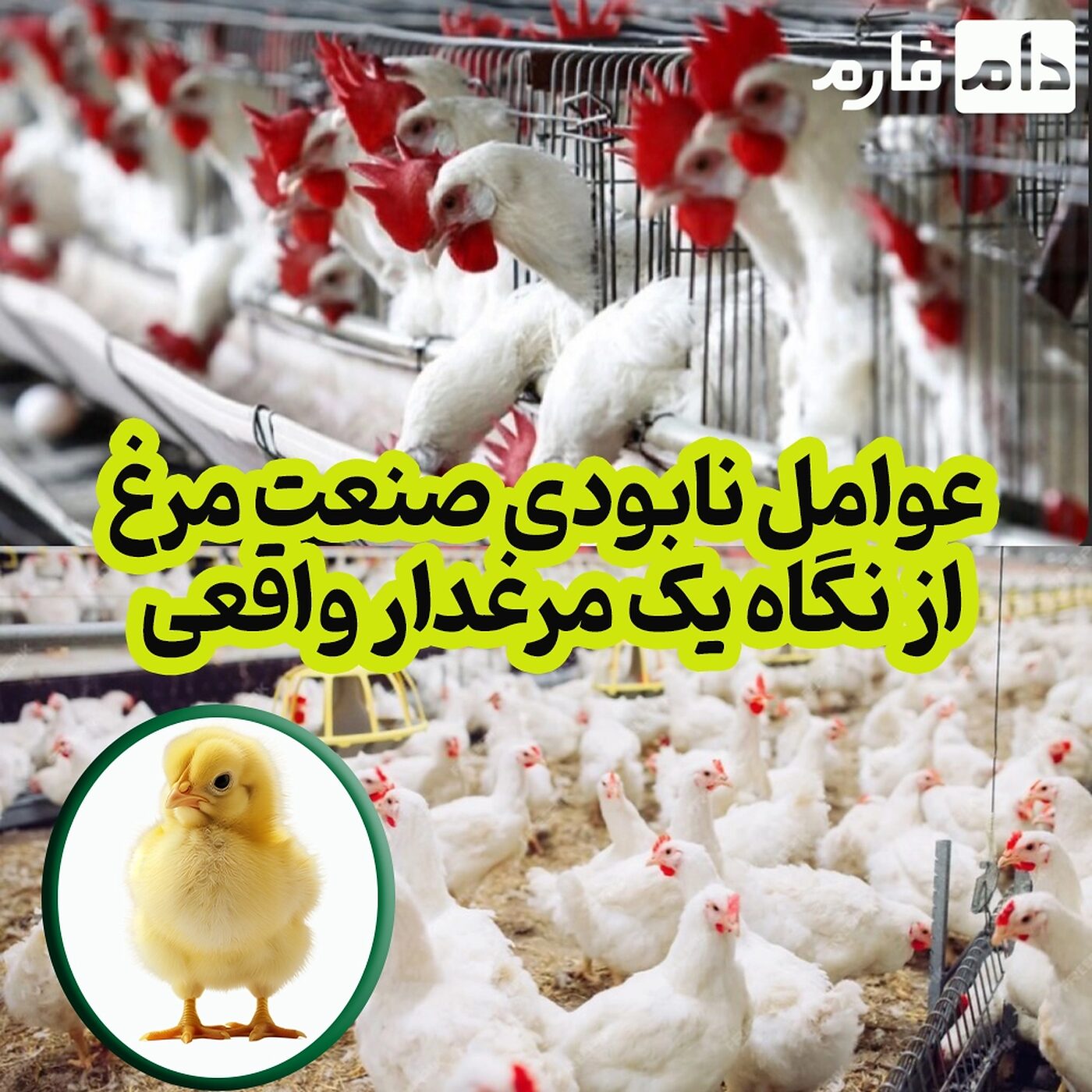 ۱۲_عامل_واقعی_که_باعث_نابودی_صنعت_مرغ_می_شود