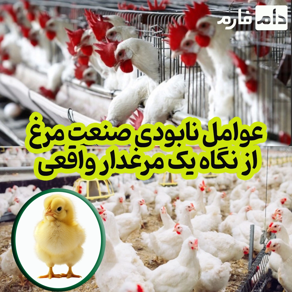 ۱۲_عامل_واقعی_که_باعث_نابودی_صنعت_مرغ_می_شود