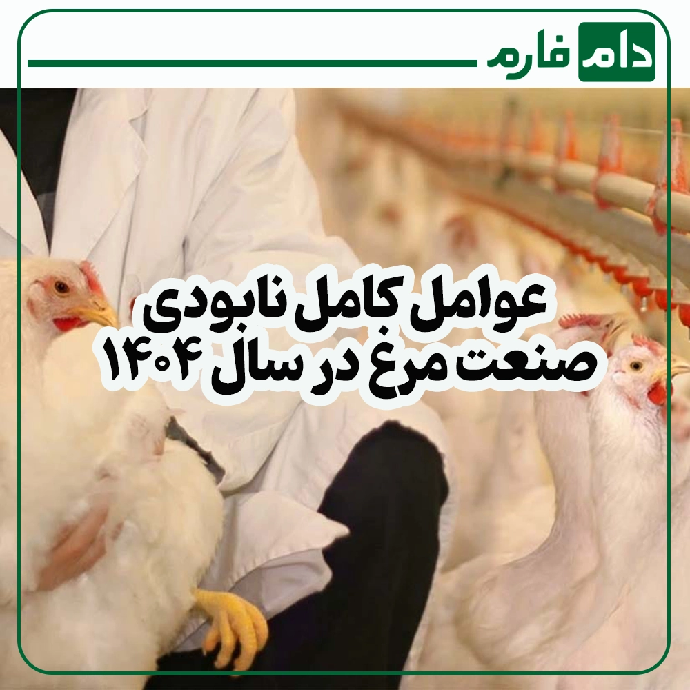 12-Real-Factors-That-Are-Destroying-the-Poultry-Industry