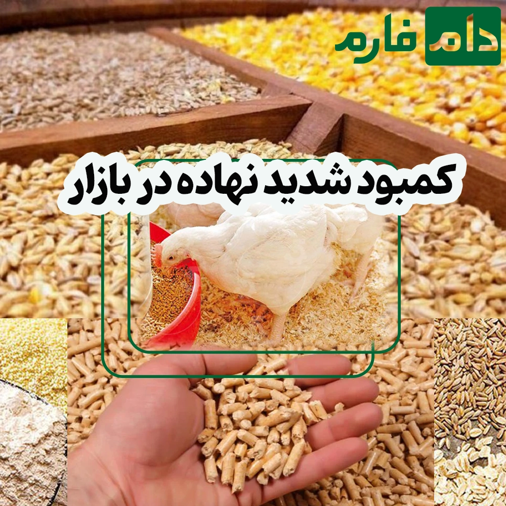 12-Real-Factors-That-Are-Destroying-the-Poultry-Industry