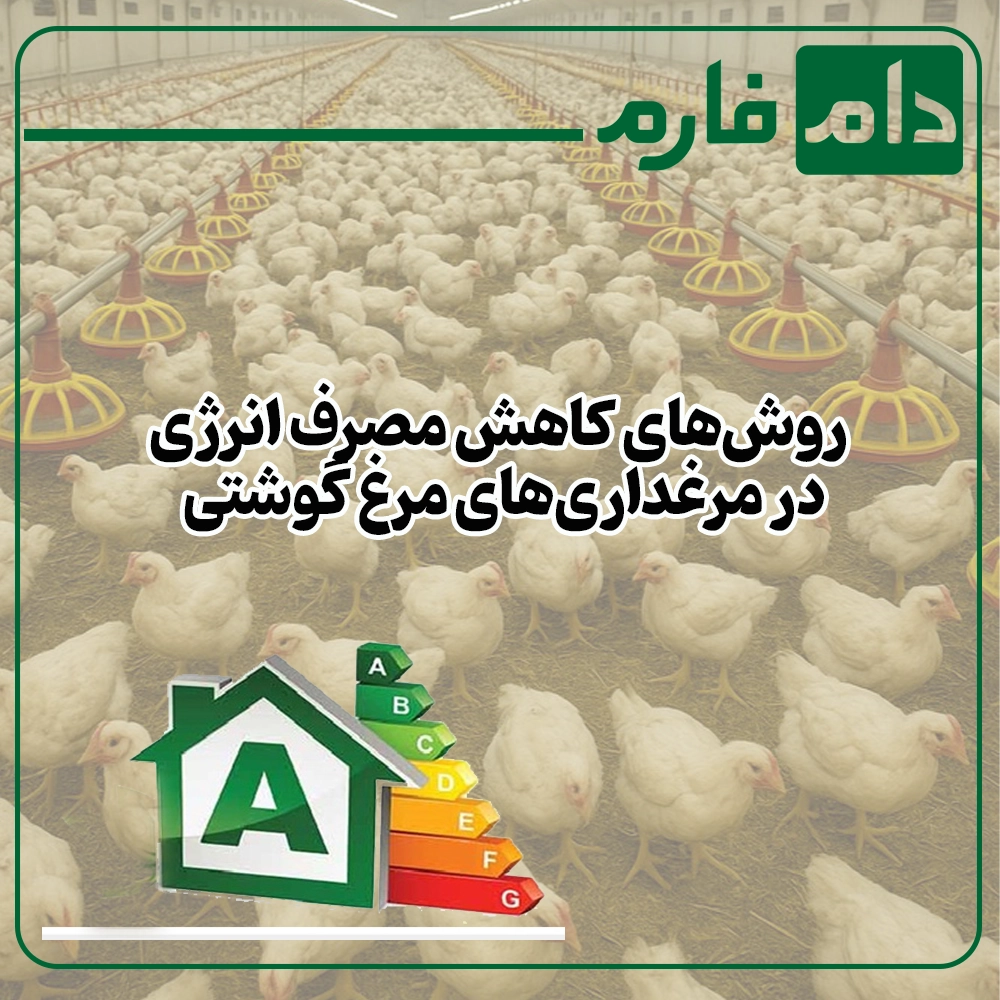 How-to-reduce-energy-consumption-in-broiler-farms