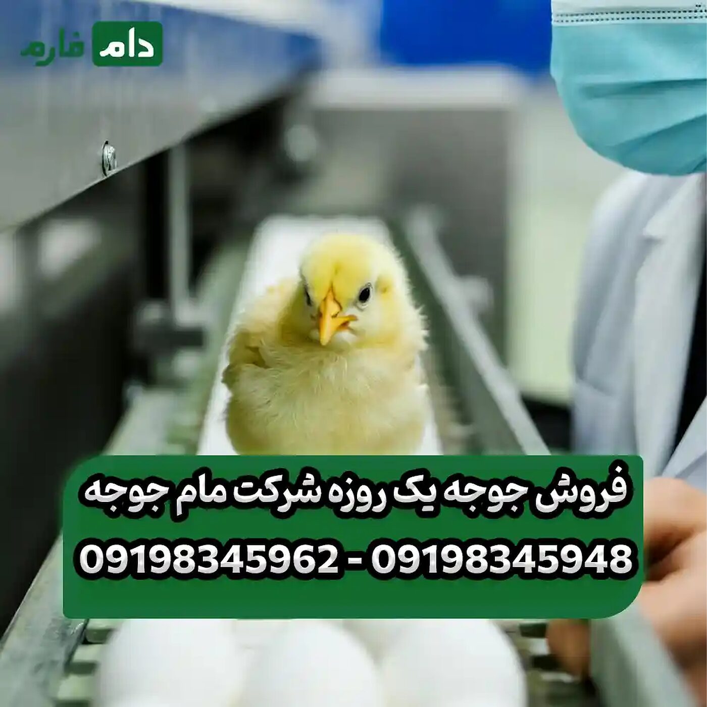 فروش_جوجه_یک_روزه_شرکت_مام_جوجه_90001101