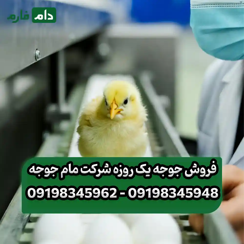 _فروش_جوجه_یک_روزه_شرکت_مام_جوجه_09198345948_-_09198345962