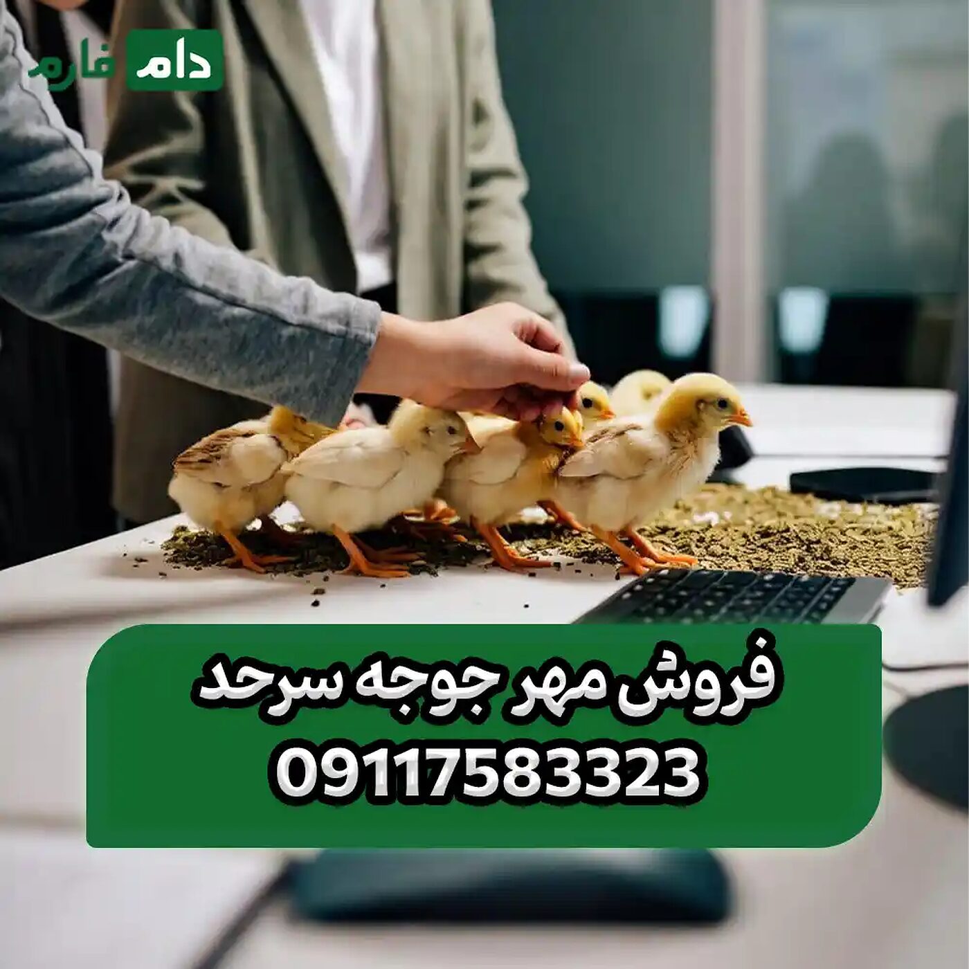 فروش_مهر_جوجه_سرحد__90001101