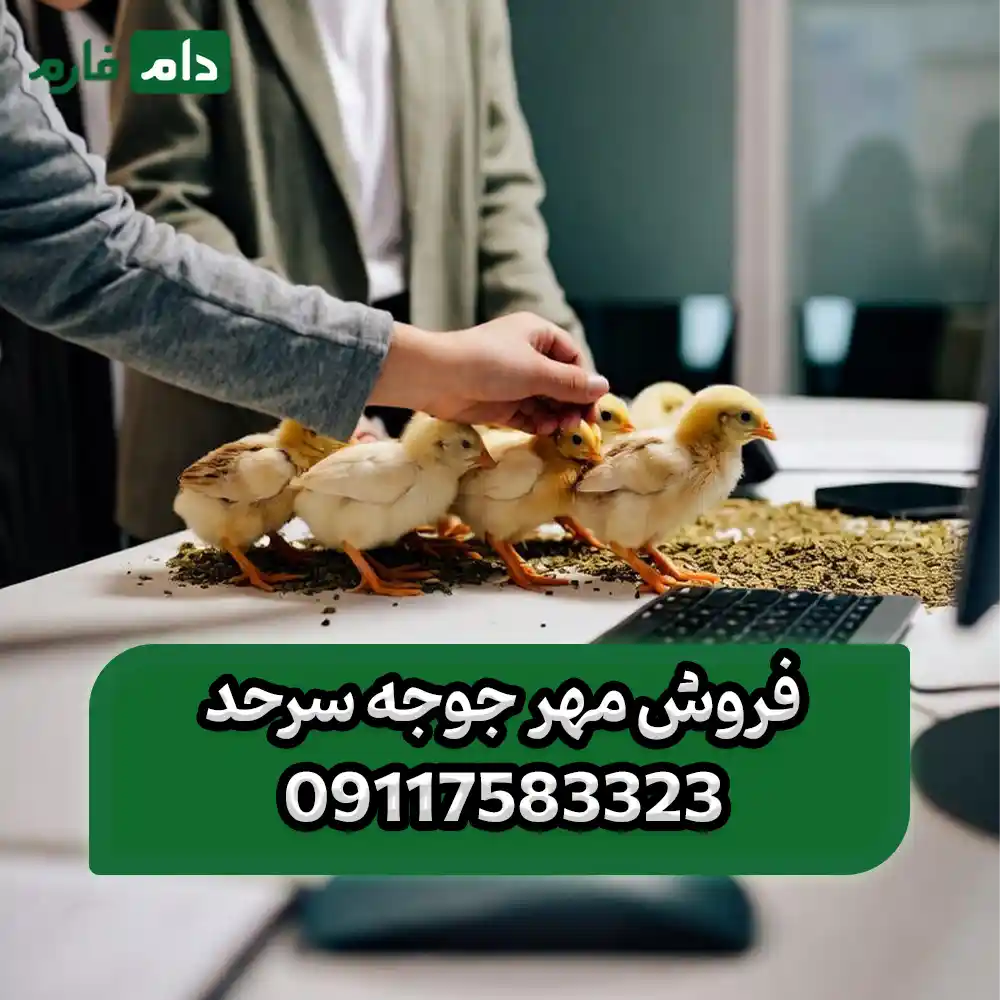 فروش_مهر_جوجه_سرحد__09117583323_