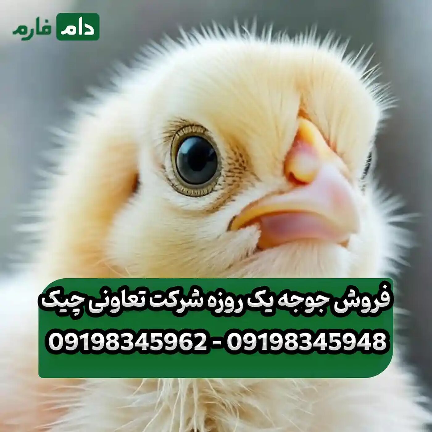 فروش_جوجه_یک_روزه_شرکت_تعاونی_چیک_90001101