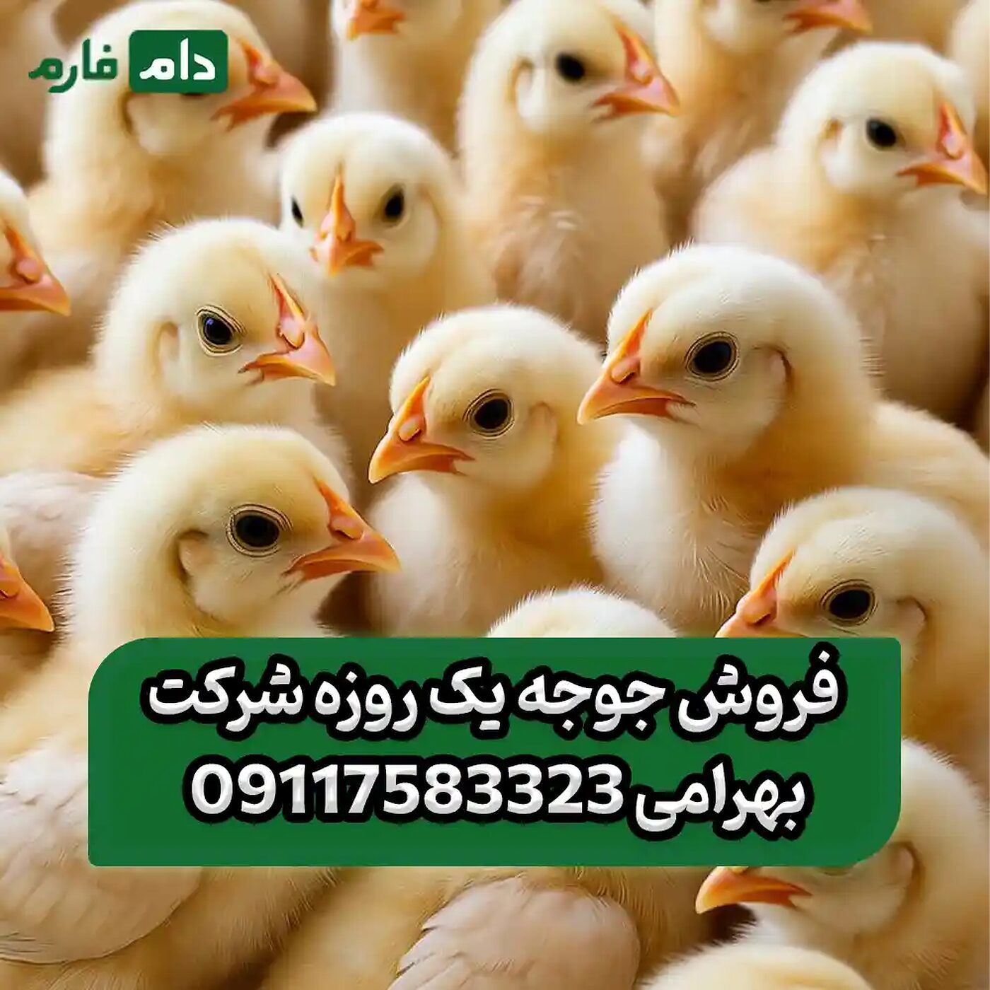 فروش_جوجه_یک_روزه_شرکت_بهرامی_90001101