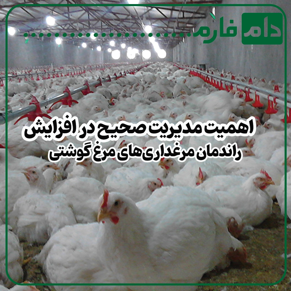 چگونه_با_مدیریت_صحیح_،_راندمان_مرغداری‌های_مرغ_گوشتی_را_افزایش_دهیم؟