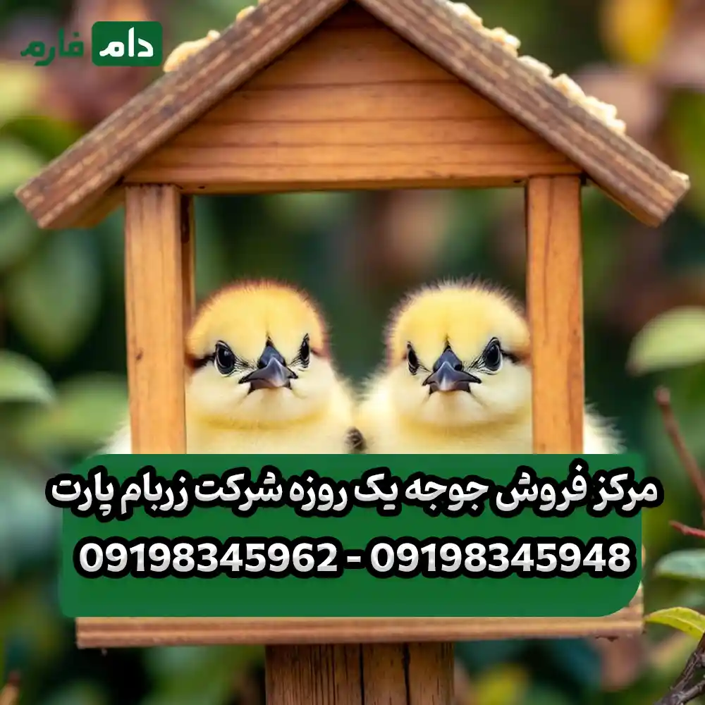 مرکز_فروش_جوجه_یک_روزه_شرکت_زربام_پارت_09198345948_-_09198345962