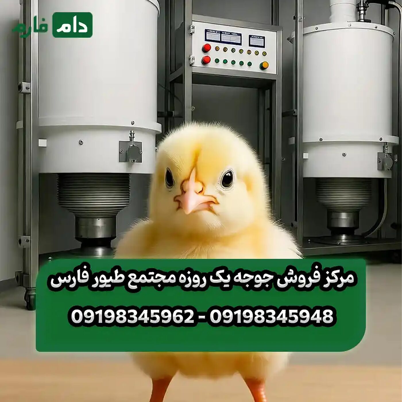 مرکز_فروش_جوجه_یک_روزه_مجتمع_طیور_فارس_90001101