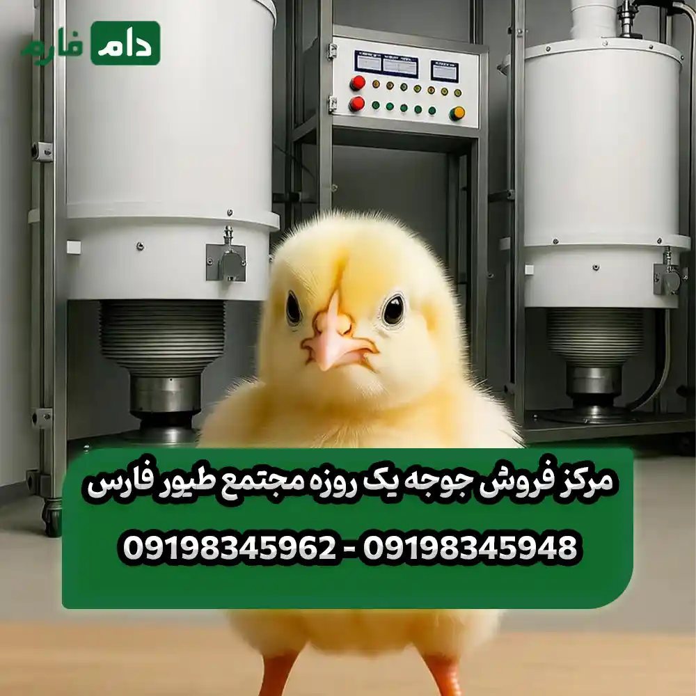 مرکز_فروش_جوجه_یک_روزه_مجتمع_طیور_فارس_09198345948_-_09198345962