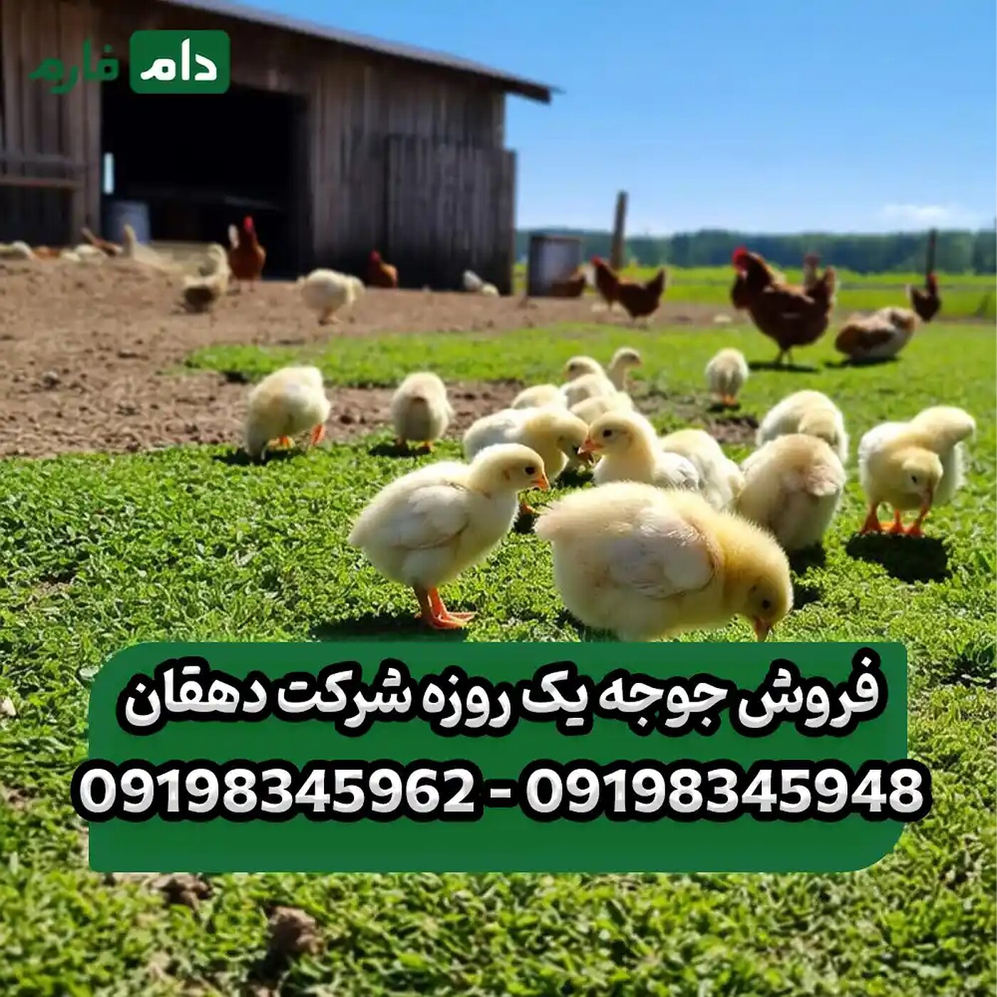 فروش_جوجه_یک_روزه_شرکت_دهقان_90001101