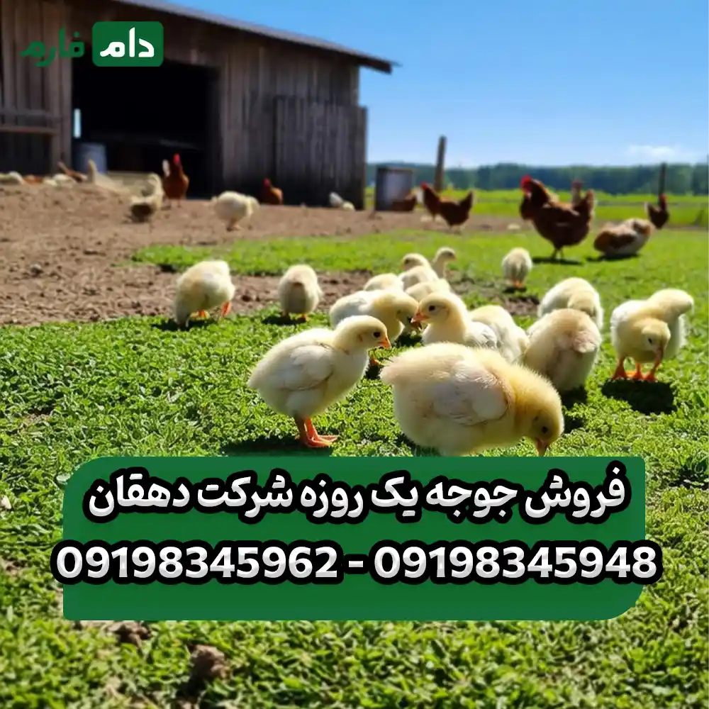فروش_جوجه_یک_روزه_شرکت_دهقان_09198345948_-_09198345962